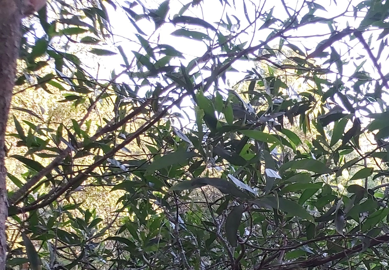 <span style="font-size:16px;"><span style="color:#000000;"><span style="background-color:#bdc3c7;">&nbsp; CANT SEE THE FOREST ?&nbsp;&nbsp;</span></span></span><span style="color:#2ecc71;"></span>